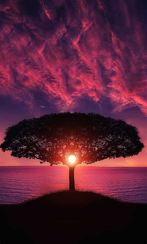 1280x2120 Sunset Tree Red Ocean Sky Iphone 6 Hd 4k Wallpapersimages