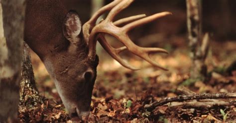Do Deer Eat Bugs And Insects