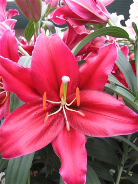 Gizmo Lonlorum Oriental Lily From The Gold Medal Winning Harts Nursery