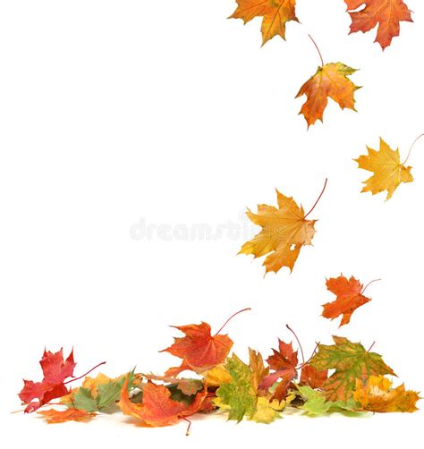 Seamless Autumn Leaves Stock Image Image Of Falling 32786033