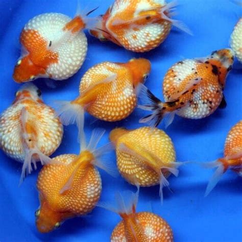 Goldfish Pearlscale Ping Pong Carassius Auratus 7cm Aquarium Central