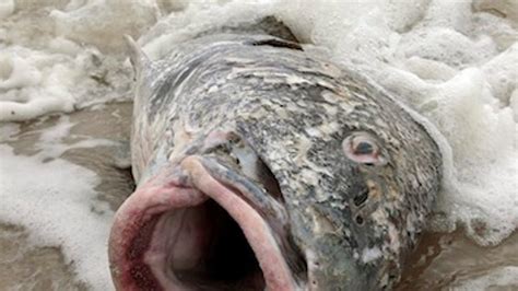 100000 Dead Fish In Arkansas Raise Suspicions Of Biblical Plague