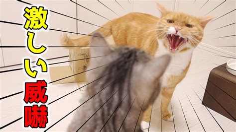猫がシャーッと威嚇する超鮮明映像！怒られた猫のその後の行動も面白い【猫 喧嘩】 Youtube