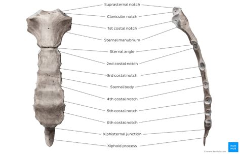 Sternum Overview Thoracic Cavity Xiphoid Process Abdominal Aortic