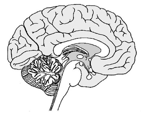 Biopsych Brain Sagittal View Part 2 Diagram Quizlet