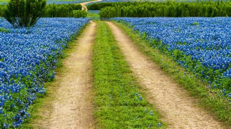 Texas Bluebonnet Wildflowers Field With Road Muleshoe Bend Recreation