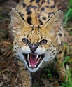 african wild cats | International Society For Endangered Cats