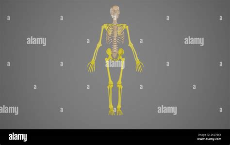 Anatomie Du Squelette Appendiculaire Color Photo Stock Alamy