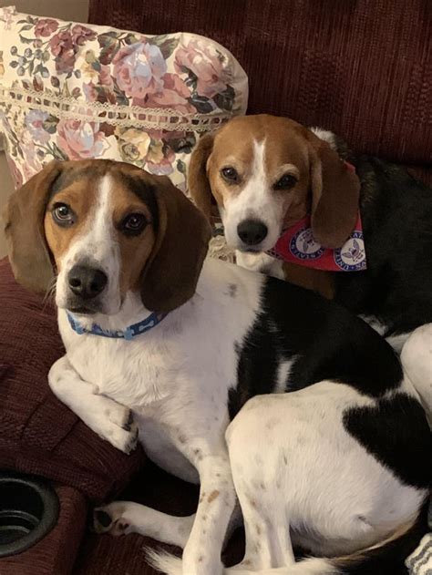 My Beaglecoonhound Mix Beau And Full Beagle Mabel Rbeagles
