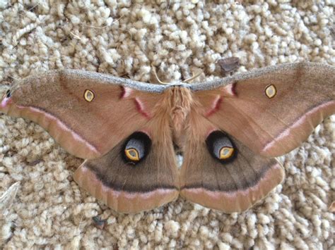 Male Polyphemus Moth What S That Bug