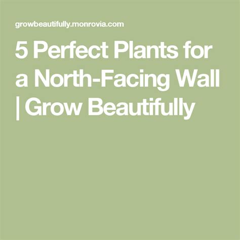 5 Perfect Plants For A North Facing Wall Grow Beautifully Perfect