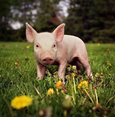 A Young Yorkshire Piglet Explores A Grassy Dandelion Filled Yard In