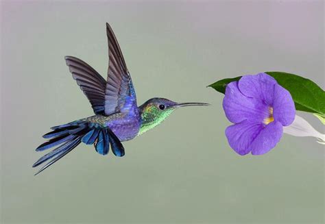 Beautiful Purple Hummingbird Birds Hummingbird