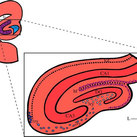 Representation Of The Mouse Hippocampus Anatomy At Birth Top Left