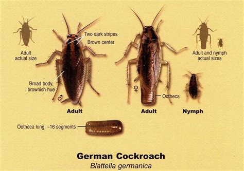 Cockroaches Ark Pest Management