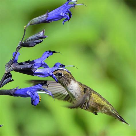 What Plants Do Hummingbirds Love Most Birds And Blooms