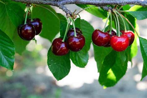 Classic Sweet Cherry Trees Minneopa Orchards