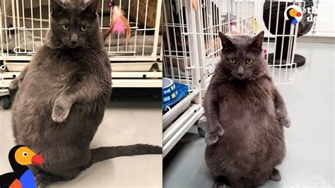 The fat cat sat on the mat (i can read level 1, 1). Woman Goes Above And Beyond To Adopt Fat Cat - BRUNO | The ...