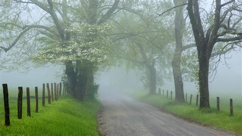 Download Nature Fence Tree Road Fog Hd Wallpaper