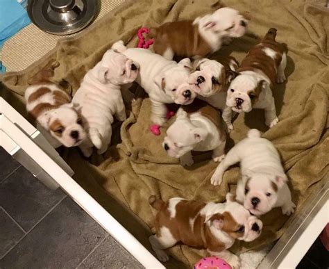 Pup will come with first shots, tail docked, vet checked, micro chipped. English Bulldog Puppies For Sale | Cincinnati, OH #296588