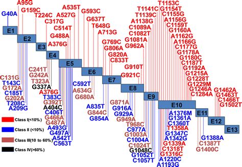The Common Variants And Classification In The G6pd Gene The G6pd Gene Download Scientific