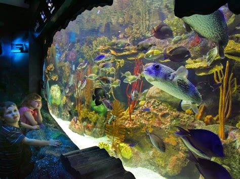 What Time Does Adventure Aquarium Open Aquarium Views