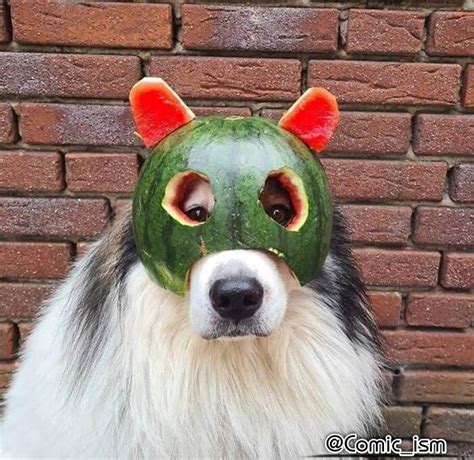 Dogs Wearing Watermelon Helmets