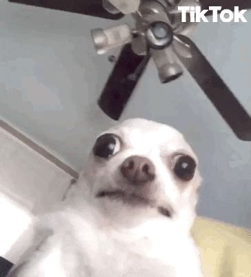 Chihuahua Gifs Find Share On Giphy