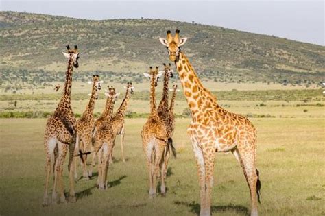 5 Of The Best Kenya Safaris From Nairobi Kenya Safari Kenya Safari
