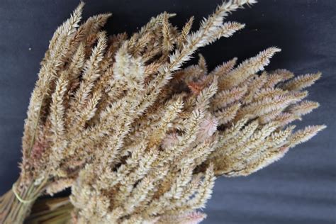 No event can be complete without a set of fresh and aromatic we are your number one online flower shop to buy birthday flowers, anniversary flowers, new year. Buy Dried Celosia Wheat Type 20 Stem | BloomyBliss Online ...