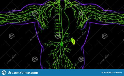 Human Lymph Nodes Anatomy For Medical Concept 3d Rendering Stock