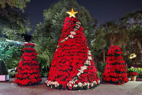 Beautiful Christmas Trees Beautiful Christmas Trees With Wonderful