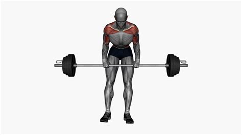 Effective Barbell Bent Over Row Supinated Grip A Back Strengthening