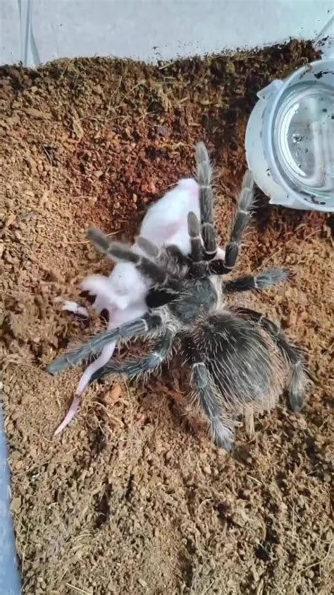 Spider Vs Mouse One News Page Video