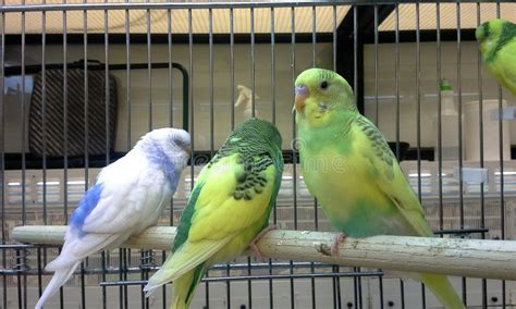 Three Budgies Are In The Roost Stock Photo Image Of Chick Yellow