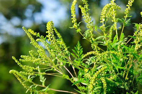 Ragweed Allergy Causes Symptoms And Treatment Acaai Public Website