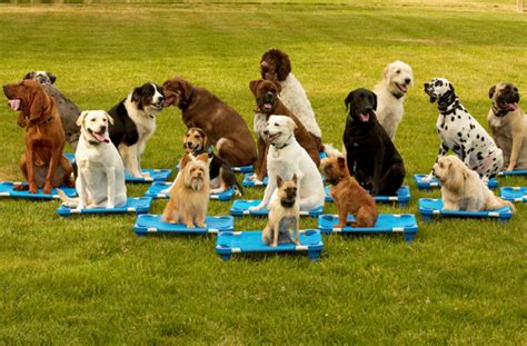 Group Classes Cincinnati Dog Trainers Cincinnati Dog Wizard