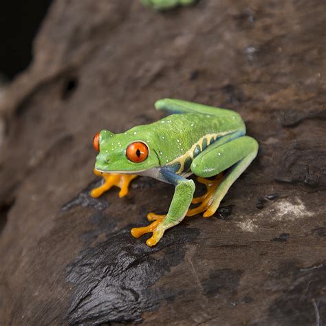 Agalychnis Callidryas Red Eyed Tree Frog Jungle Jewel Exotics