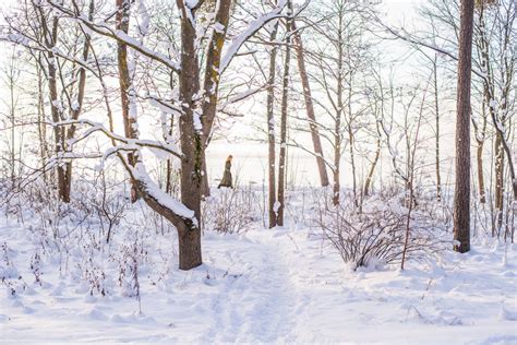 Free Images Tree Forest Branch Person Snow Cold Winter Woman