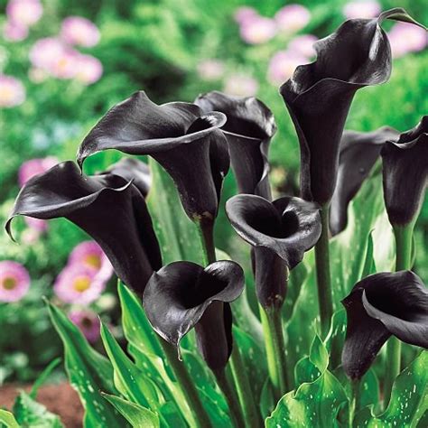 12 Types Of Black Flowers In India India Gardening