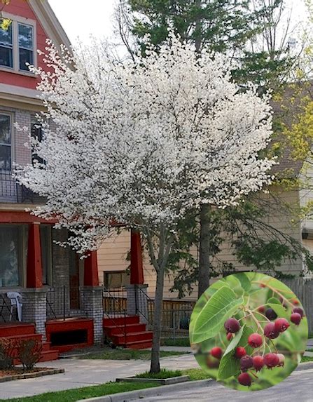 Amelanchier Laevis Alleghney Serviceberry Smooth Juneberry