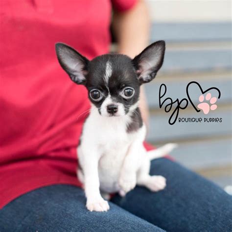 Chihuahua Puppies Ears Down Pets Lovers