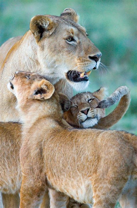 Close Up Of A Lioness And Her Two Cubs Photograph By Panoramic Images Pixels