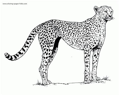 Cheetah Coloring Page Coloring Home