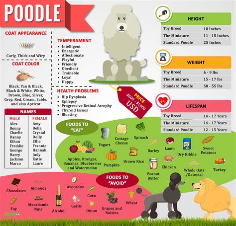 Poodles Complete Dog Breed Information And Training Tips Petmoo