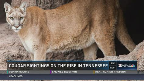 cougar sightings on the rise in tennessee