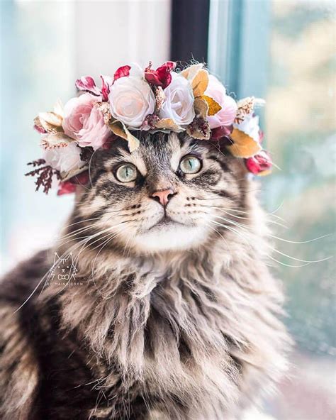 Beautiful Flower Crowns For Your Cat Cat Photography