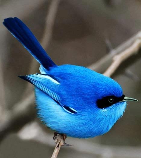 Синяя птица счастья Pet Birds Pretty Birds Animals Beautiful