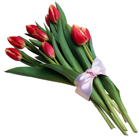 Download Picture Flower Bouquet Tulips Tulip Of Transparent Hq Png