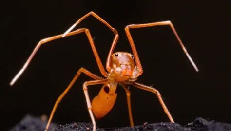 15 Spiders That Look Like Ants But They Arent Own Yard Life